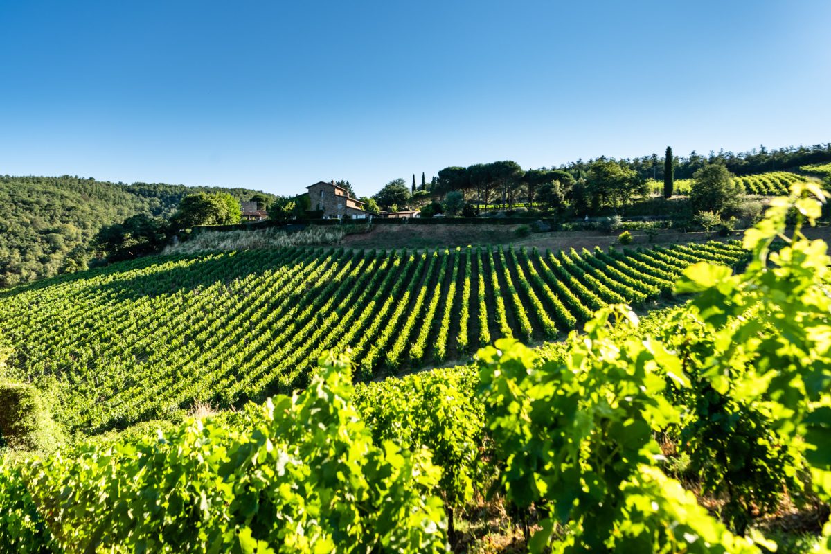 Vinerna från Fattoria di Montemaggio